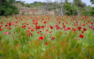 Preview wallpaper poppies, field, grass, flowers