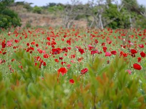 Preview wallpaper poppies, field, grass, flowers