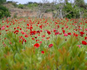 Preview wallpaper poppies, field, grass, flowers