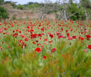 Preview wallpaper poppies, field, grass, flowers