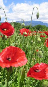 Preview wallpaper poppies, field, green, horizon, sky