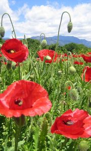 Preview wallpaper poppies, field, green, horizon, sky