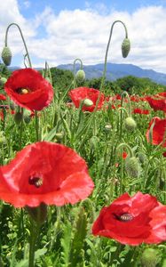 Preview wallpaper poppies, field, green, horizon, sky