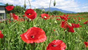 Preview wallpaper poppies, field, green, horizon, sky