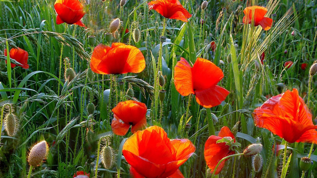 Wallpaper poppies, field, greens, grass, summer