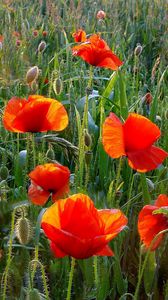 Preview wallpaper poppies, field, greens, grass, summer