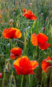 Preview wallpaper poppies, field, greens, grass, summer