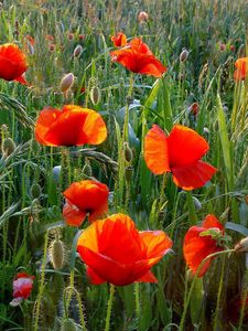 Preview wallpaper poppies, field, greens, grass, summer