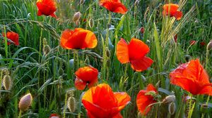 Preview wallpaper poppies, field, greens, grass, summer