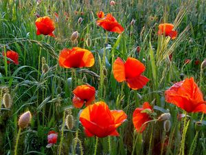 Preview wallpaper poppies, field, greens, grass, summer