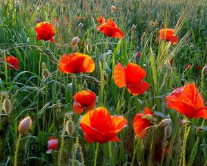 Preview wallpaper poppies, field, greens, grass, summer