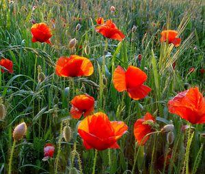 Preview wallpaper poppies, field, greens, grass, summer