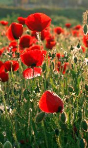 Preview wallpaper poppies, field, greens, summer