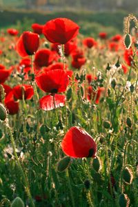 Preview wallpaper poppies, field, greens, summer