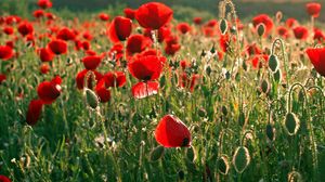 Preview wallpaper poppies, field, greens, summer