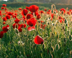 Preview wallpaper poppies, field, greens, summer