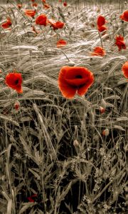 Preview wallpaper poppies, field, red, ears, flowers