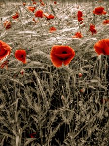 Preview wallpaper poppies, field, red, ears, flowers