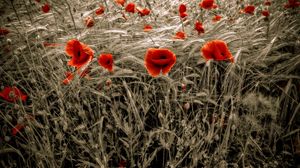 Preview wallpaper poppies, field, red, ears, flowers