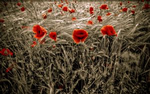 Preview wallpaper poppies, field, red, ears, flowers