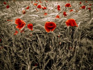 Preview wallpaper poppies, field, red, ears, flowers