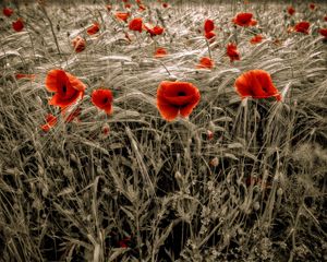 Preview wallpaper poppies, field, red, ears, flowers