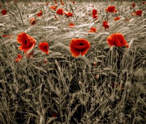 Preview wallpaper poppies, field, red, ears, flowers