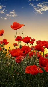 Preview wallpaper poppies, field, sky, sunset, clouds, green