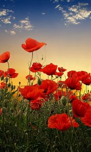 Preview wallpaper poppies, field, sky, sunset, clouds, green