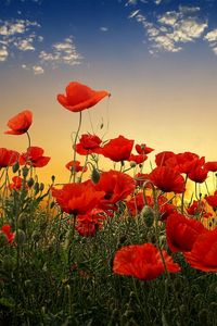 Preview wallpaper poppies, field, sky, sunset, clouds, green