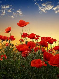 Preview wallpaper poppies, field, sky, sunset, clouds, green