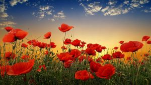 Preview wallpaper poppies, field, sky, sunset, clouds, green