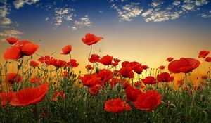 Preview wallpaper poppies, field, sky, sunset, clouds, green