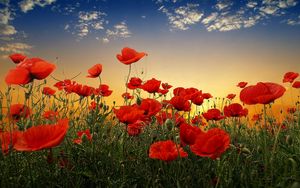 Preview wallpaper poppies, field, sky, sunset, clouds, green