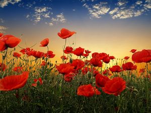 Preview wallpaper poppies, field, sky, sunset, clouds, green