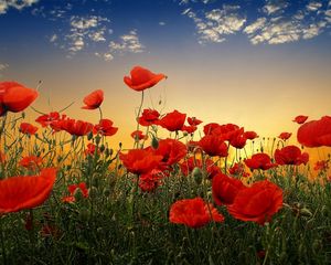 Preview wallpaper poppies, field, sky, sunset, clouds, green