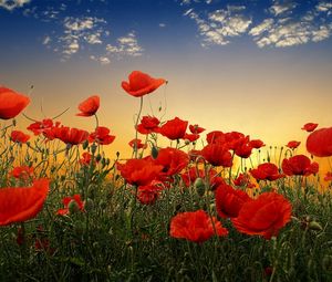 Preview wallpaper poppies, field, sky, sunset, clouds, green