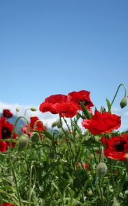 Preview wallpaper poppies, field, sky, green, summer, clouds