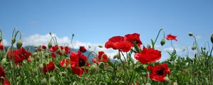 Preview wallpaper poppies, field, sky, green, summer, clouds