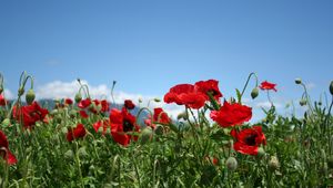 Preview wallpaper poppies, field, sky, green, summer, clouds