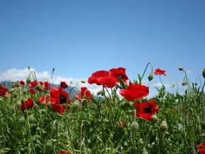 Preview wallpaper poppies, field, sky, green, summer, clouds