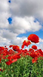 Preview wallpaper poppies, field, sky, clouds, green, summer