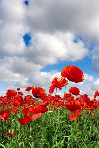 Preview wallpaper poppies, field, sky, clouds, green, summer