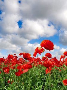 Preview wallpaper poppies, field, sky, clouds, green, summer