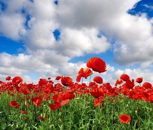 Preview wallpaper poppies, field, sky, clouds, green, summer