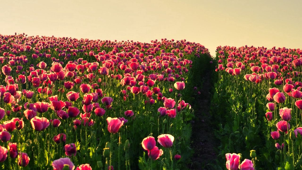 Wallpaper poppies, field, sky, verdure, road, night