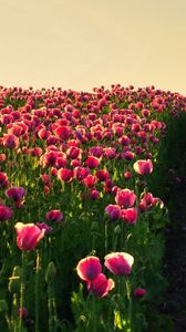 Preview wallpaper poppies, field, sky, verdure, road, night