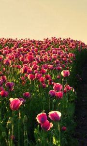 Preview wallpaper poppies, field, sky, verdure, road, night