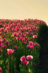 Preview wallpaper poppies, field, sky, verdure, road, night