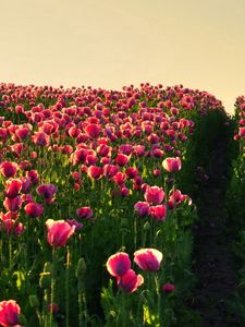 Preview wallpaper poppies, field, sky, verdure, road, night